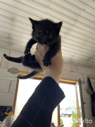 Котята