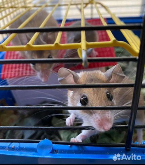 Акомис иглистая мышь