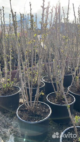 Саженцы Яблоня Чемпион