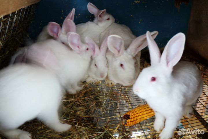 Кролик белый панон