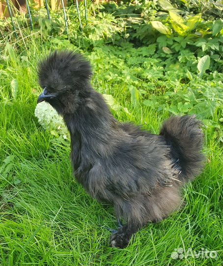 Петух китайский шелковый