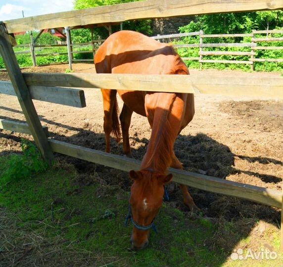 Навоз конский