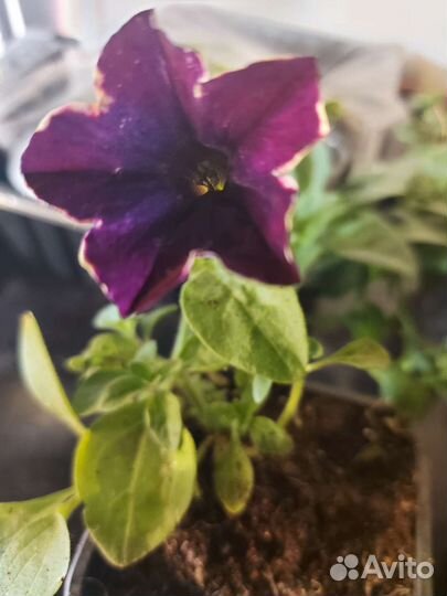 Петуния ампельная рассада