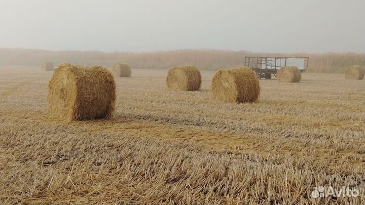 Солома рисовая в рулонах