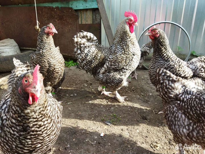 Инкубационное яйцо, цыплята, молодки, петушки