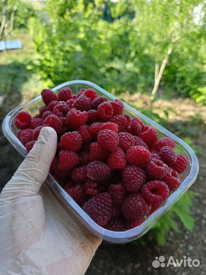 Ремонтантная малина свежая ягода