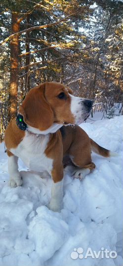 Вязка Бигль