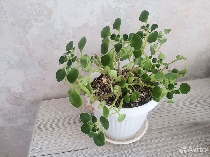 Аихризон (дерево любви)