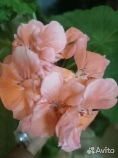 Пеларгония герань