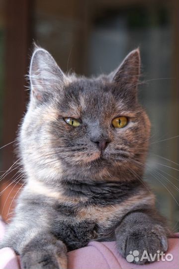 Именно этот окрас