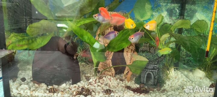 Аквариум со всем содержимым