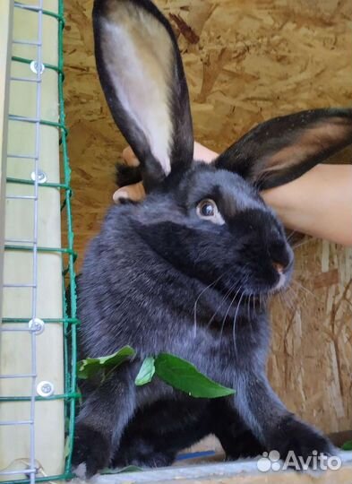 Кролики мои любимые