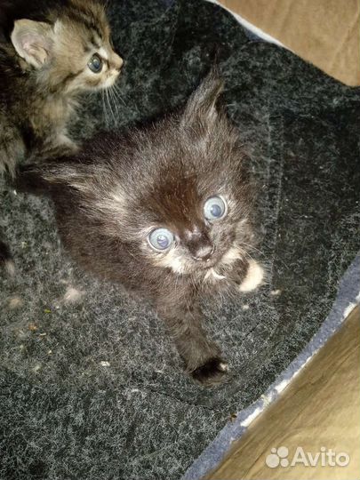 Котята смесь пород