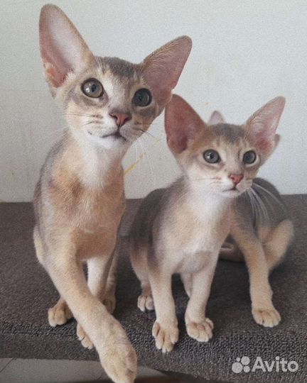 Абиссинские котята