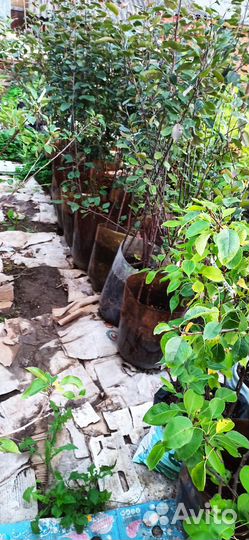 Яблоня саженцы