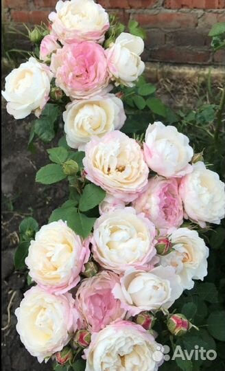 Роза флорибунда Андре Брише/Инка Марина