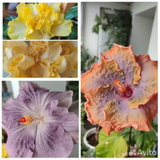 Сортовые флоридские гибискусы