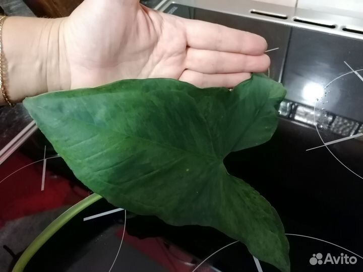 Сингониумы, панданус