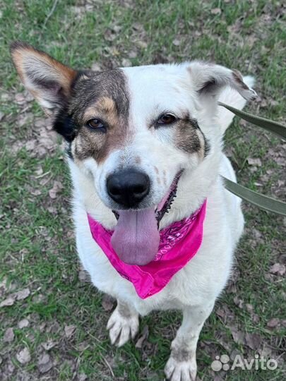 Собака в добрые руки