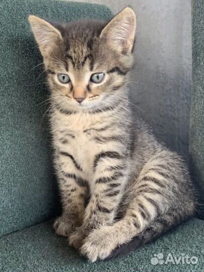 Котята бесплатно