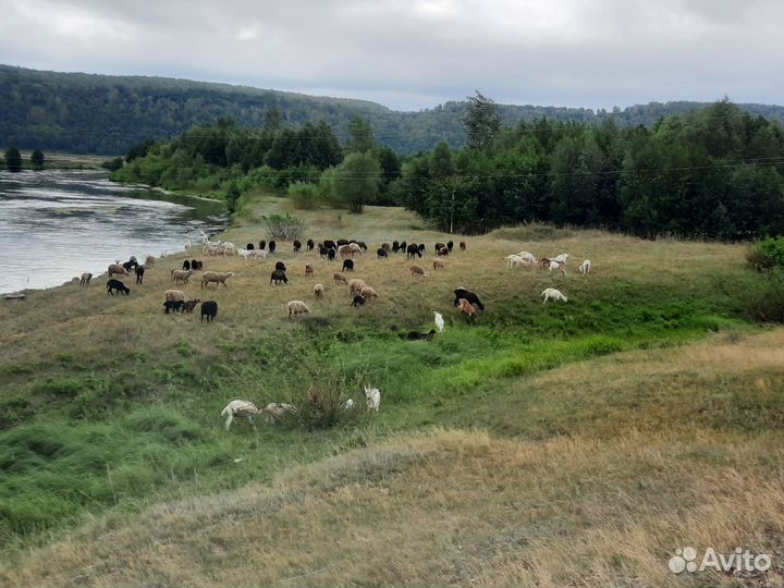 Курдючные бараны овцы
