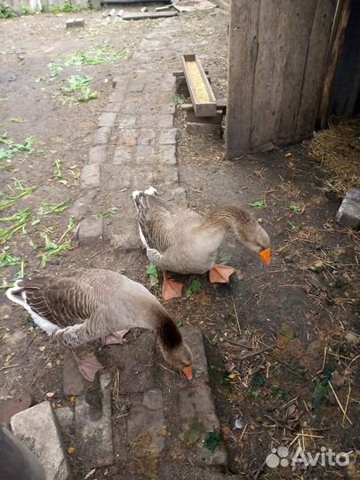 Крупные серые гуси