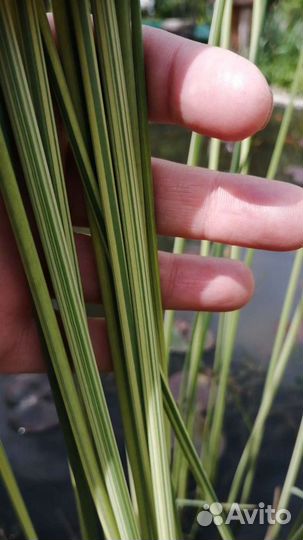 Растения для пруда