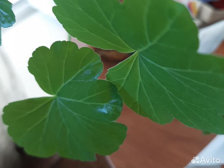 Черенок герани красной