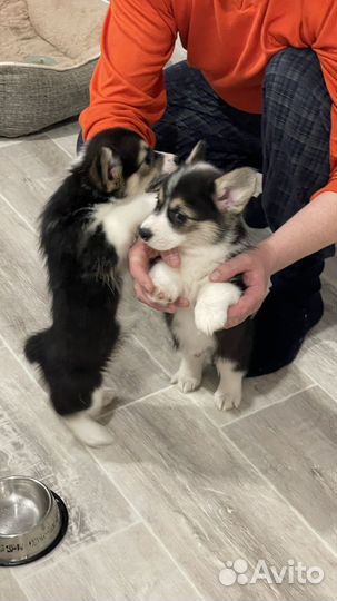 Продам корги