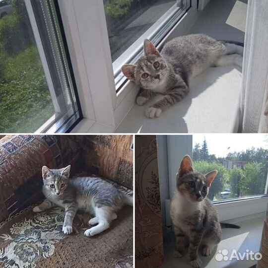 Котёнок