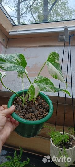 Монстера вариегатная альба