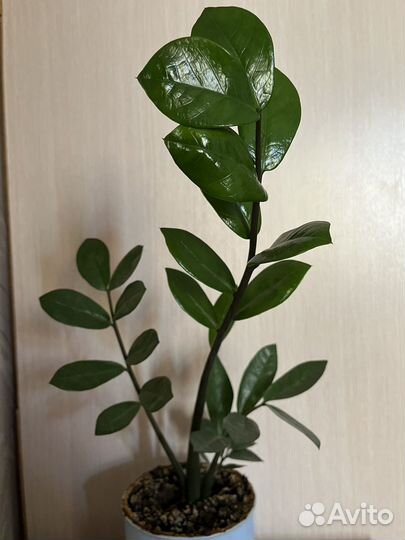 Замиокулькас