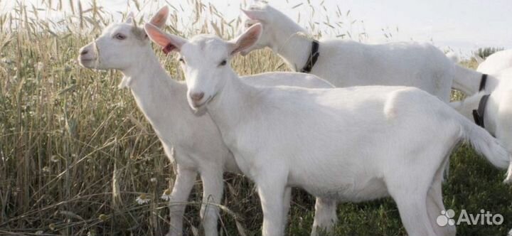 Зааненская коза