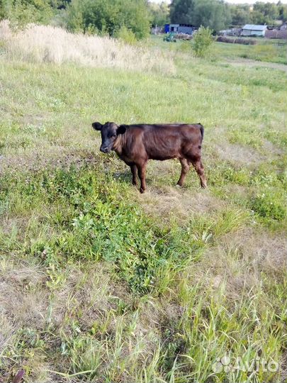 Телка 3 месяца