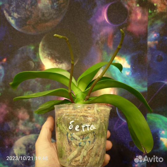 Орхидеи и другие цветы