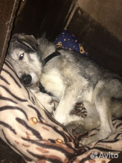 Я не щенок, но тоже хочу домой