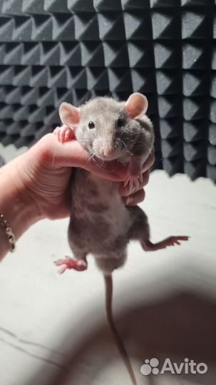 Крысята Devil