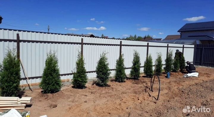 Туя для изгороди