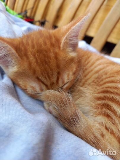 Котята в добрые руки бесплатно