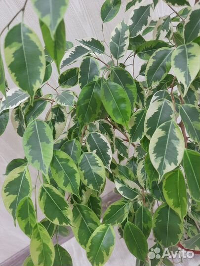 Фикус пестролистный