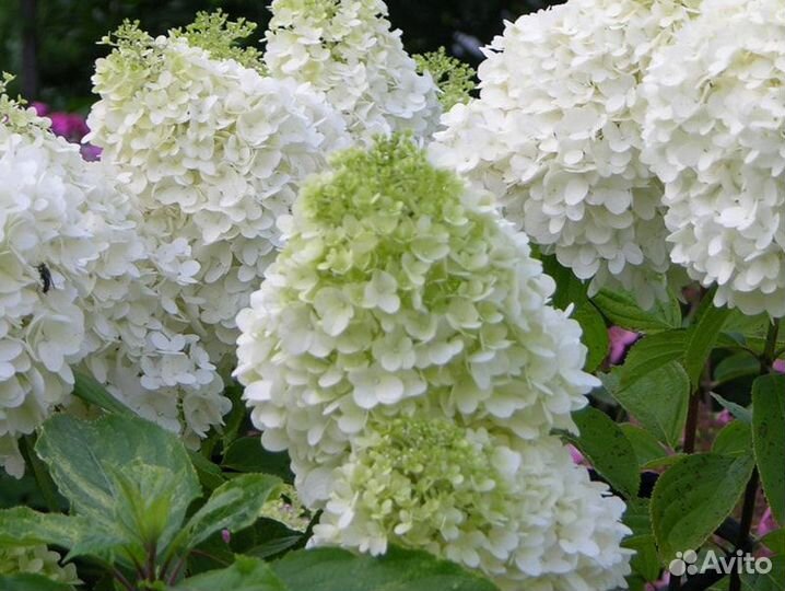 Гортензия метельчатая полар бир (полярный медведь)