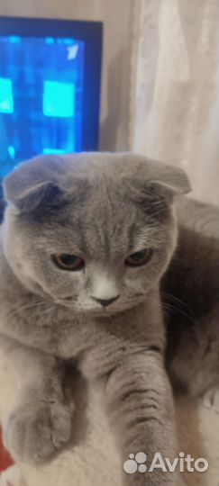 Кошки вислоухие