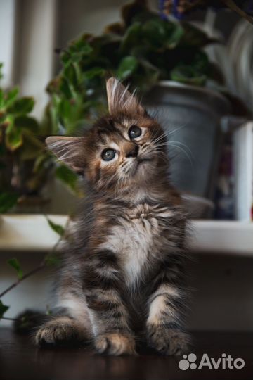 Котята мейн-кун