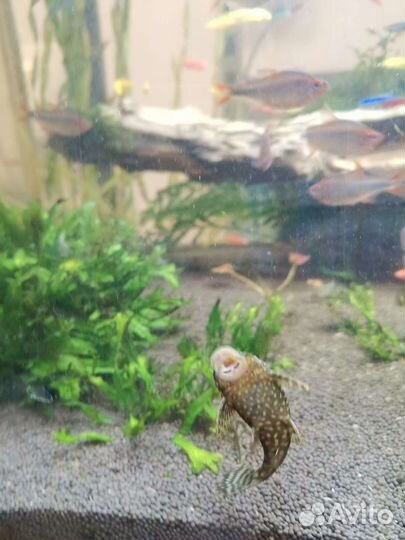 Аквариумные рыбки