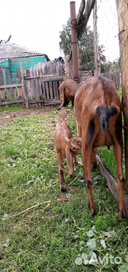 Англонубийские козы