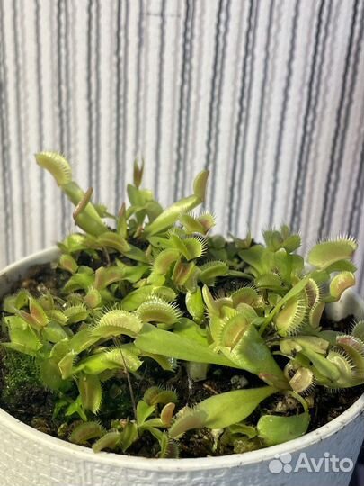 Венерина мухоловка