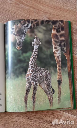 Альбом цветных фотграфий живоныз,птиц,насекомых
