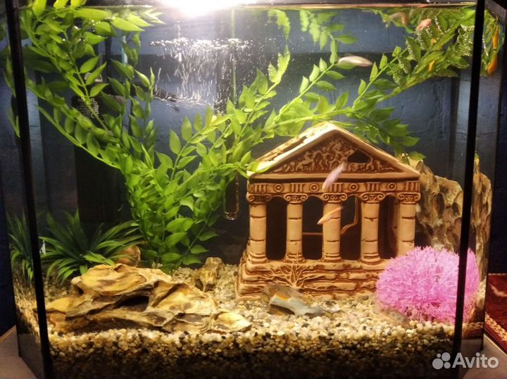 Аквариум