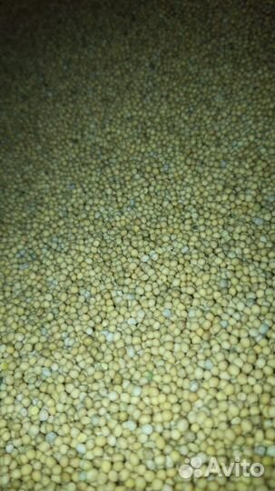 Сидерат горчица белая