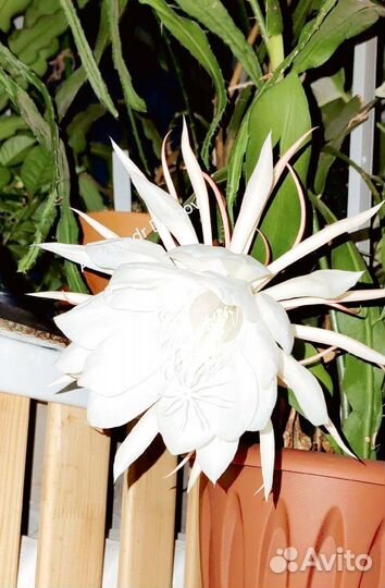 Epiphyllum oxypetalum